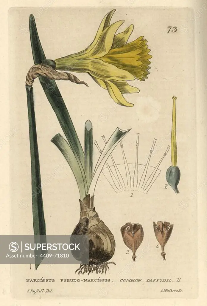 Daffodil, Narcissus pseudo-narcissus. Handcoloured copperplate engraving from a drawing by Isaac Russell from William Baxter's "British Phaenogamous Botany" 1834. Scotsman William Baxter (1788-1871) was the curator of the Oxford Botanic Garden from 1813 to 1854.