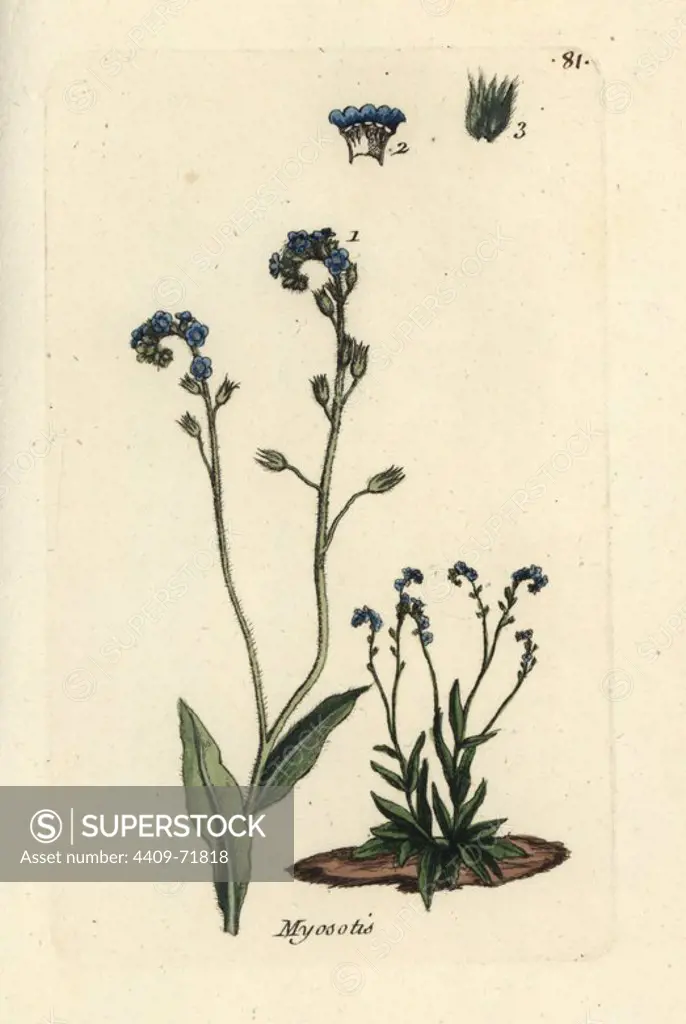 True forget-me-not, Myosotis scorpioides palustris. Handcoloured botanical drawn and engraved by Pierre Bulliard from his own "Flora Parisiensis," 1776, Paris, P.F. Didot. Pierre Bulliard (1752-1793) was a famous French botanist who pioneered the three-colour-plate printing technique. His introduction to the flowers of Paris included 640 plants.