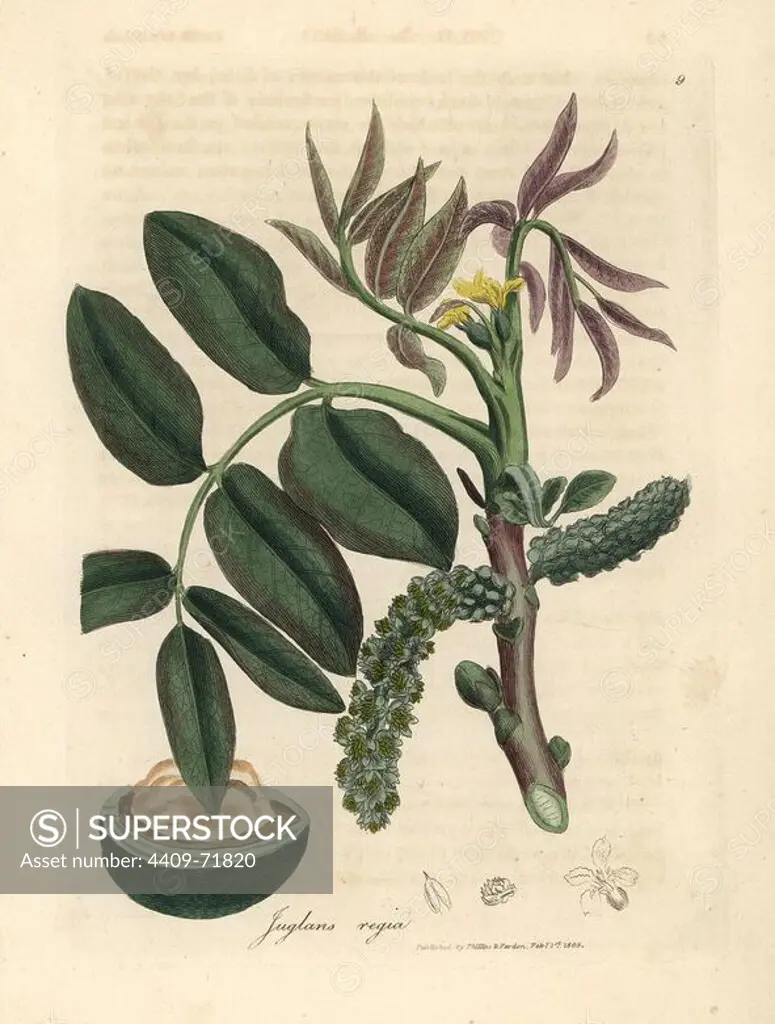 Leaves, yellow flower and nut of the common walnut tree, Juglans regia. Handcolored copperplate engraving from a botanical illustration by James Sowerby from William Woodville and Sir William Jackson Hooker's "Medical Botany" 1832. The tireless Sowerby (1757-1822) drew over 2,500 plants for Smith's mammoth "English Botany" (1790-1814) and 440 mushrooms for "Coloured Figures of English Fungi " (1797) among many other works.