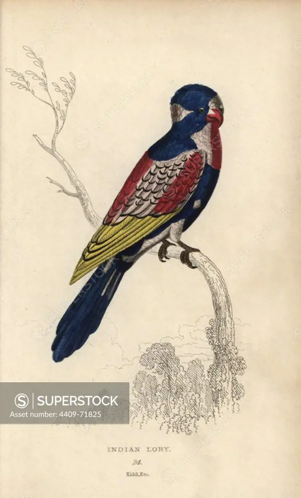 Indian lory, Psittacus coccineus. Possibly the endangered red and blue lory, Eos Histrio, but the illustration has only been partially coloured. Hand-coloured steel engraving by Joseph Kidd from Sir Thomas Dick Lauder and Captain Thomas Brown's "Miscellany of Natural History: Parrots," Edinburgh, 1833. The Miscellany was intended to be a multi-volume series, but was brought to an abrupt halt after only the second volume on cats when John Audubon complained about the unauthorized use of his illustrations.