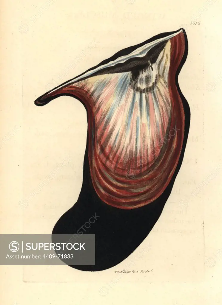 Wing oyster, Pteria hirundo. Illustration drawn and engraved by Richard Polydore Nodder. Handcolored copperplate engraving from George Shaw and Frederick Nodder's "The Naturalist's Miscellany" 1812. Most of the 1,064 illustrations of animals, birds, insects, crustaceans, fishes, marine life and microscopic creatures for the Naturalist's Miscellany were drawn by George Shaw, Frederick Nodder and Richard Nodder, and engraved and published by the Nodder family. Frederick drew and engraved many of the copperplates until his death around 1800, and son Richard (1774~1823) was responsible for the plates signed RN or RPN. Richard exhibited at the Royal Academy and became botanic painter to King George III.