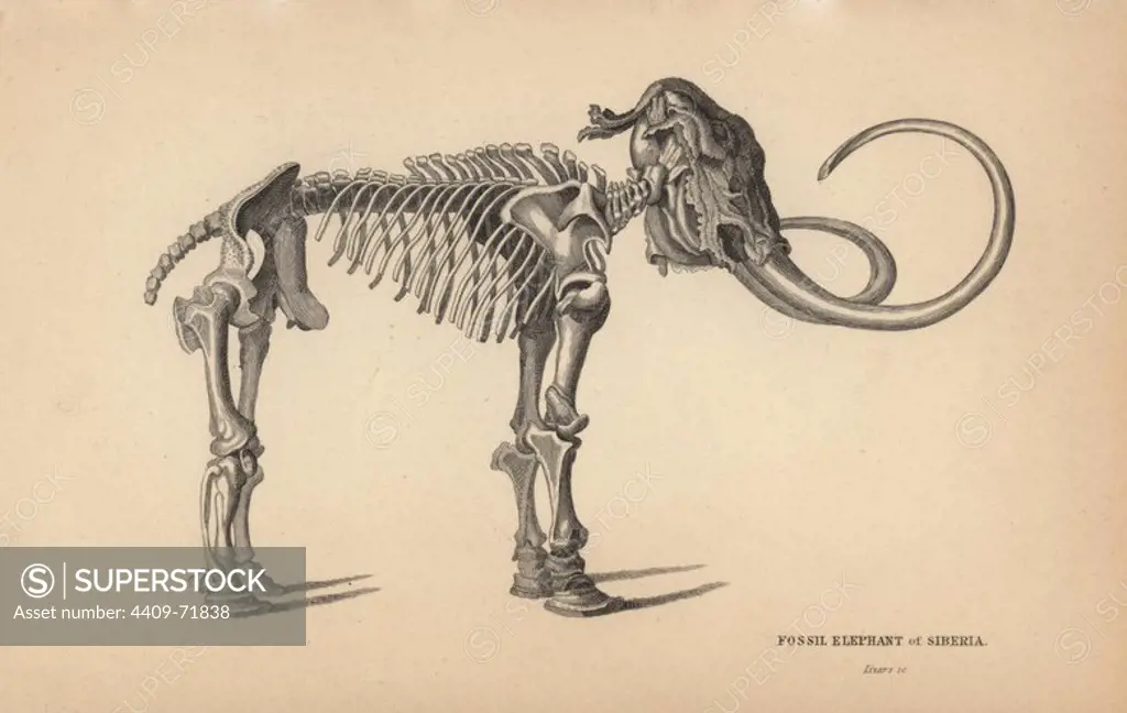 Fossil skeleton of Siberian elephant or mammoth, Mammuthus primigenius, extinct. Engraving on steel by William Lizars from Sir William Jardine's "Naturalist's Library: Mammalia, Pachydermes or Thick-Skinned Quadrupeds" published by W. H. Lizars, Edinburgh, 1836.