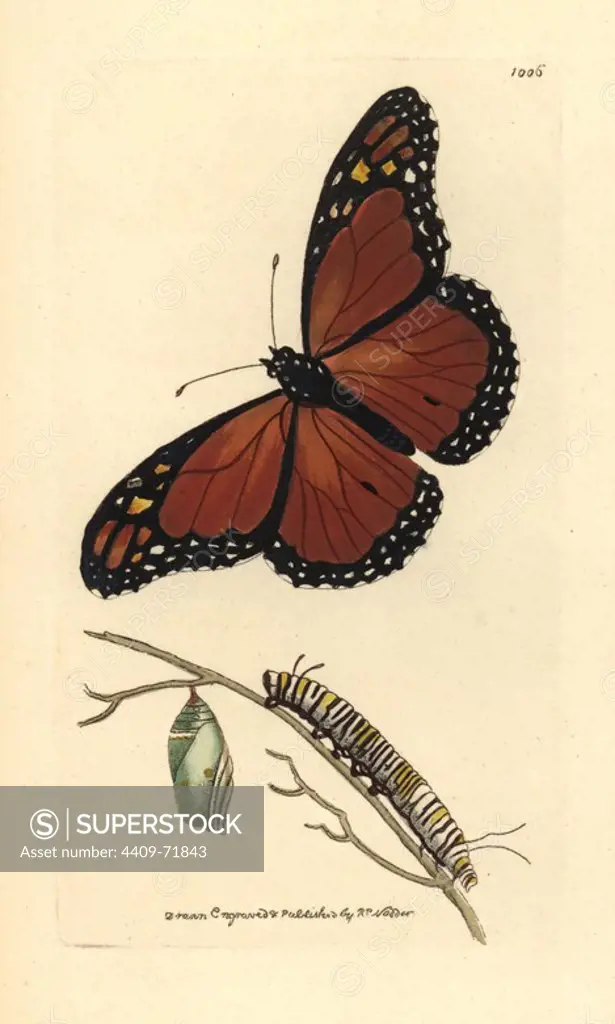 Viceroy butterfly, Limenitis archippus. Illustration drawn and engraved by Richard Polydore Nodder. Handcolored copperplate engraving from George Shaw and Frederick Nodder's "The Naturalist's Miscellany" 1812. Most of the 1,064 illustrations of animals, birds, insects, crustaceans, fishes, marine life and microscopic creatures for the Naturalist's Miscellany were drawn by George Shaw, Frederick Nodder and Richard Nodder, and engraved and published by the Nodder family. Frederick drew and engraved many of the copperplates until his death around 1800, and son Richard (1774~1823) was responsible for the plates signed RN or RPN. Richard exhibited at the Royal Academy and became botanic painter to King George III.