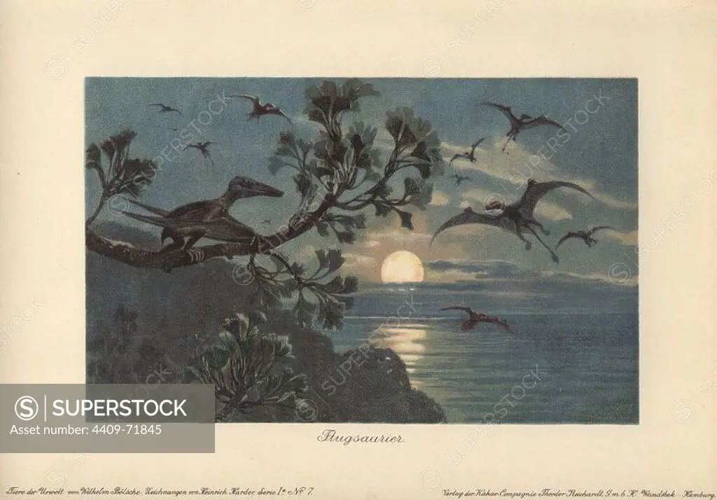 Rhamphorhynchus (Greek for "beak snout") is a genus of extinct long-tailed pterosaurs of the Jurassic period. Colour printed illustration by Heinrich Harder from "Tiere der Urwelt" Animals of the Prehistoric World, 1916, Hamburg. Heinrich Harder (1858-1935) was a German landscape artist and book illustrator. From a series of prehistoric creature cards published by the Reichardt Cocoa company. Natural historian Wilhelm Bolsche wrote the descriptive text.