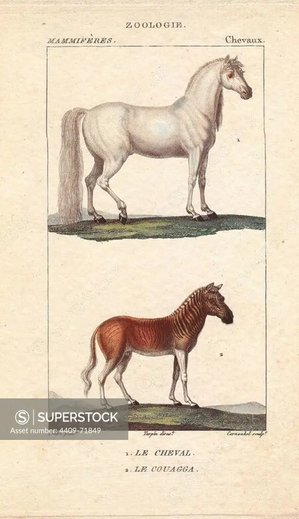 Horse, Equus caballus, and quagga, Equus quagga quagga, extinct. Handcoloured stipple engraving by Carnonkel from an illustration by Jean-Gabriel Pretre directed by Turpin from Jussieu's "Dictionnaire des Sciences Naturelles," Paris, Levrault, 1816-1830. Pretre (1780~1845) was painter of natural history at Empress Josephine's zoo and later became artist to the Museum of Natural History.
