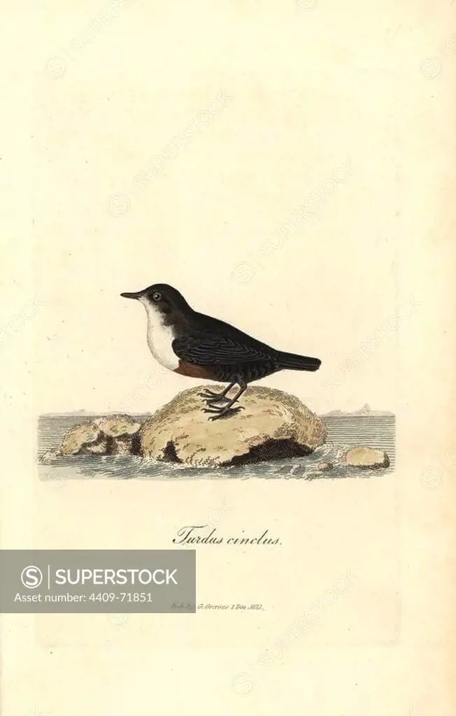 White-throated dipper or water ouzel, Cinclus cinclus. Handcoloured copperplate drawn and engraved by George Graves from his own "British Ornithology," Walworth, 1821. Graves was a bookseller, publisher, artist, engraver and colorist and worked on botanical and ornithological books.
