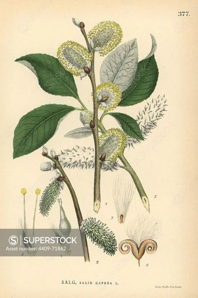 Goat willow or pussy willow tree, Salix caprea. Chromolithograph from Carl Lindman's "Bilder ur Nordens Flora" (Pictures of Northern Flora), Stockholm, Wahlstrom & Widstrand, 1905. Lindman (1856-1928) was Professor of Botany at the Swedish Museum of Natural History (Naturhistoriska Riksmuseet). The chromolithographs were based on Johan Wilhelm Palmstruch's "Svensk botanik," 1802-1843.