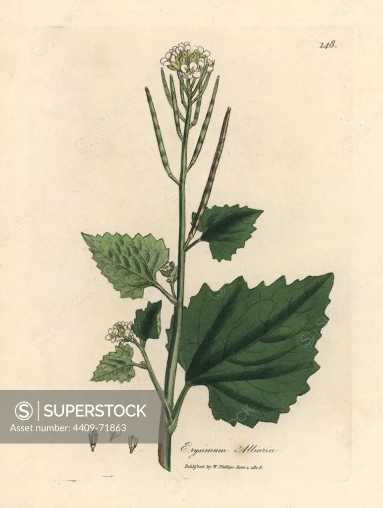 Garlic mustard, Alliaria petiolata. Handcoloured copperplate engraving from a botanical illustration by James Sowerby from William Woodville and Sir William Jackson Hooker's "Medical Botany," John Bohn, London, 1832. The tireless Sowerby (1757-1822) drew over 2, 500 plants for Smith's mammoth "English Botany" (1790-1814) and 440 mushrooms for "Coloured Figures of English Fungi " (1797) among many other works.