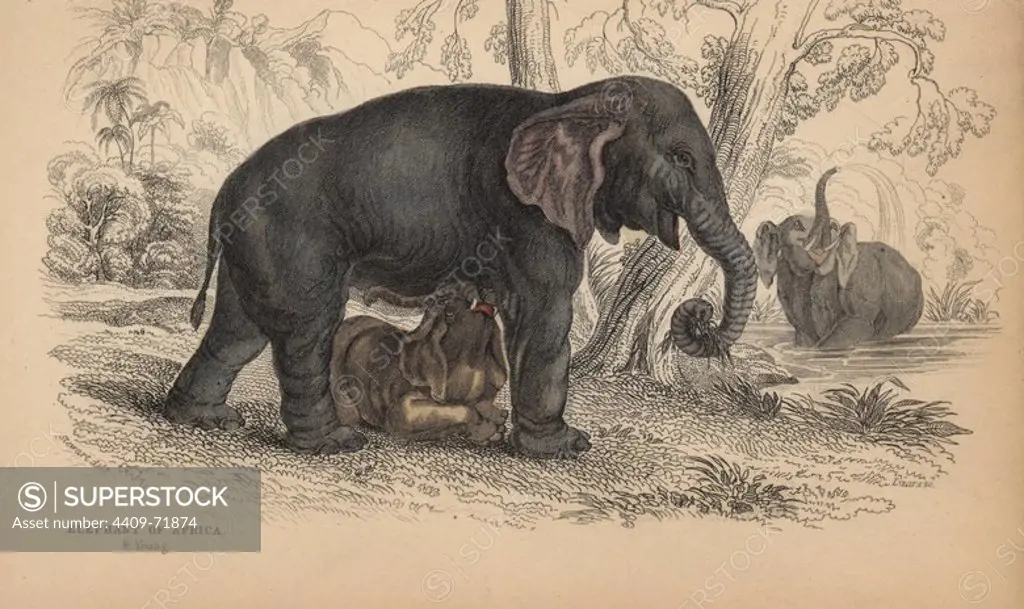 African bush or savanna elephant, Loxodonta africana, vulnerable. Handcoloured engraving on steel by William Lizars from a drawing by James Stewart from Sir William Jardine's "Naturalist's Library: Mammalia, Pachydermes or Thick-Skinned Quadrupeds" published by W. H. Lizars, Edinburgh, 1836.
