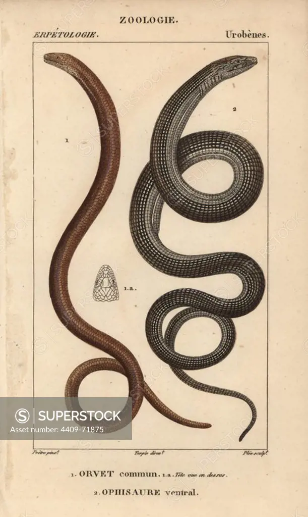 Slow worm, orvet commun, Anguis fragilis, and Eastern glass lizard, ophisaure ventral, Ophisaurus ventralis. Handcoloured copperplate stipple engraving from Jussieu's "Dictionnaire des Sciences Naturelles" 1816-1830. The volumes on fish and reptiles were edited by Hippolyte Cloquet, natural historian and doctor of medicine. Illustration by J.G. Pretre, engraved by Plee, directed by Turpin, and published by F. G. Levrault. Jean Gabriel Pretre (1780~1845) was painter of natural history at Empress Josephine's zoo and later became artist to the Museum of Natural History.