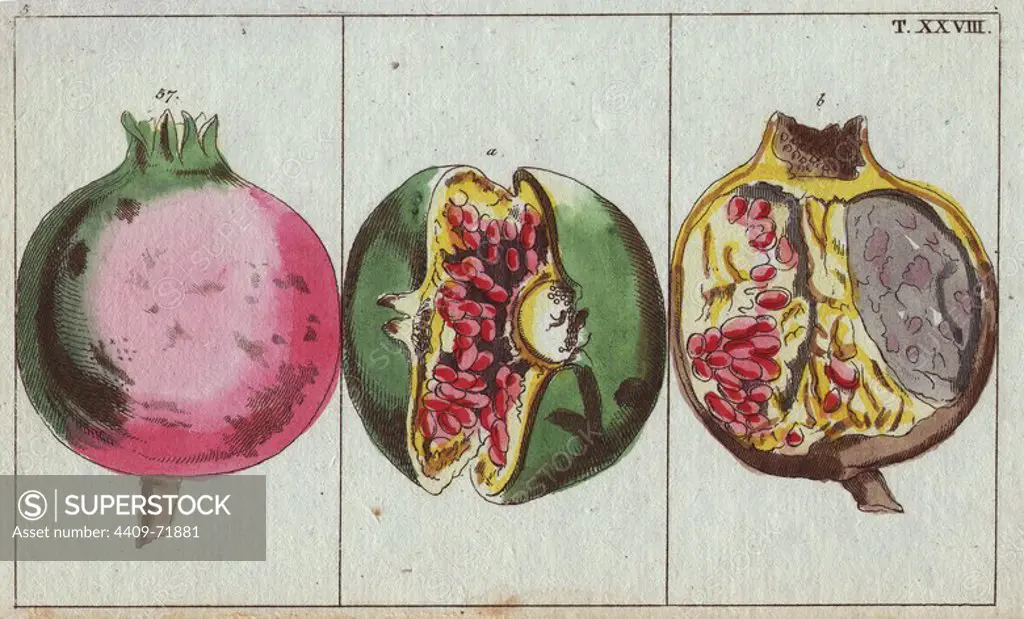 Pomegranate fruit and section, Punica granatum. Handcolored copperplate engraving of a botanical illustration from G. T. Wilhelm's "Unterhaltungen aus der Naturgeschichte" (Encyclopedia of Natural History), Vienna, 1816. Gottlieb Tobias Wilhelm (1758-1811) was a Bavarian clergyman and naturalist in Augsburg, where the first edition was published.