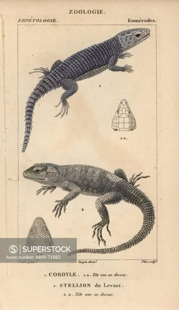 Armadillo girdled lizard, Cordylus cataphractus, cordyle, and roughtail rock agama, Laudakia stellio, stellion du Levant. Handcoloured copperplate stipple engraving from Jussieu's "Dictionnaire des Sciences Naturelles" 1816-1830. The volumes on fish and reptiles were edited by Hippolyte Cloquet, natural historian and doctor of medicine. Illustration by J.G. Pretre, engraved by Plee, directed by Turpin, and published by F. G. Levrault. Jean Gabriel Pretre (1780~1845) was painter of natural history at Empress Josephine's zoo and later became artist to the Museum of Natural History.