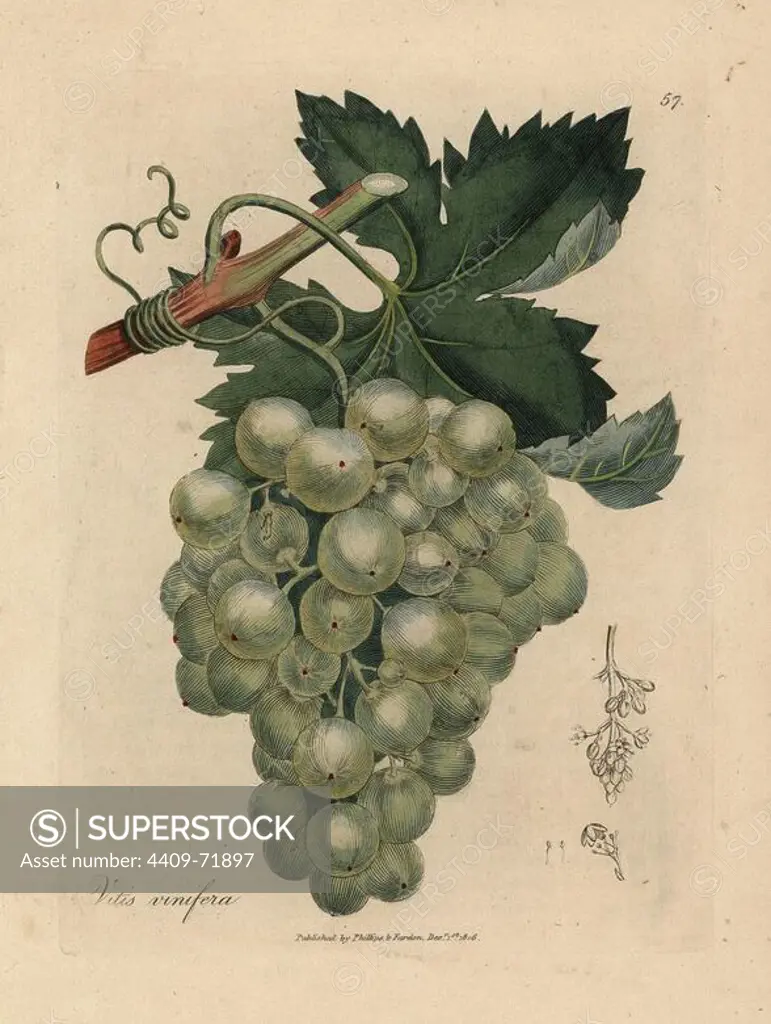 Green grapes, vine and leaves, Vitis vinifera. Handcolored copperplate engraving from a botanical illustration by James Sowerby from William Woodville and Sir William Jackson Hooker's "Medical Botany" 1832. The tireless Sowerby (1757-1822) drew over 2,500 plants for Smith's mammoth "English Botany" (1790-1814) and 440 mushrooms for "Coloured Figures of English Fungi " (1797) among many other works.