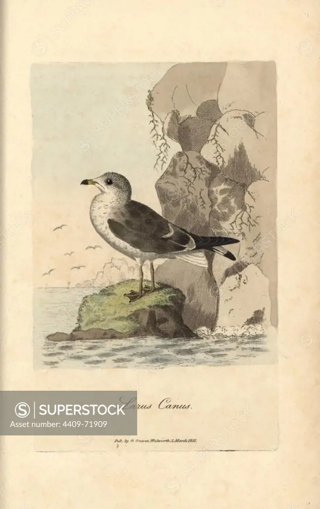 Seagull, common gull, Larus canus. Handcoloured copperplate engraving by George Graves from "British Ornithology" 1811. Graves was a bookseller, publisher, artist, engraver and colorist and worked on botanical and ornithological books.