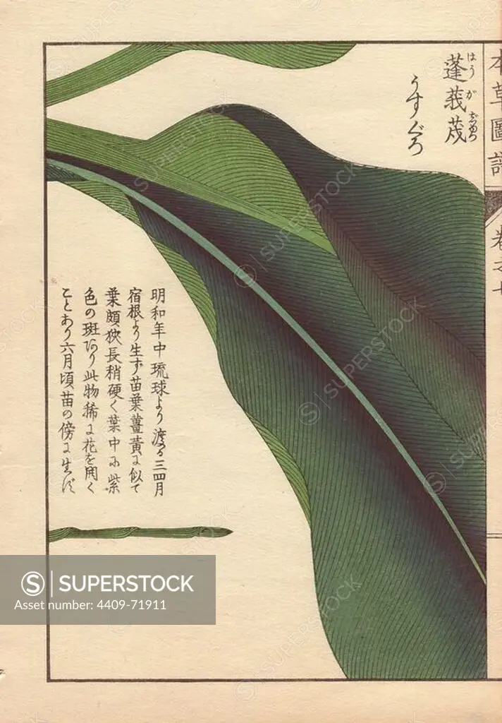 Leaf of round turmeric, Curcuma rotunda L. (Zingiberacea), used in Chinese medicine and Indian Ayurveda.. Colour-printed woodblock engraving by Kan'en Iwasaki from "Honzo Zufu," an Illustrated Guide to Medicinal Plants, 1884. Iwasaki (1786-1842) was a Japanese botanist, entomologist and zoologist. He was one of the first Japanese botanists to incorporate western knowledge into his studies.