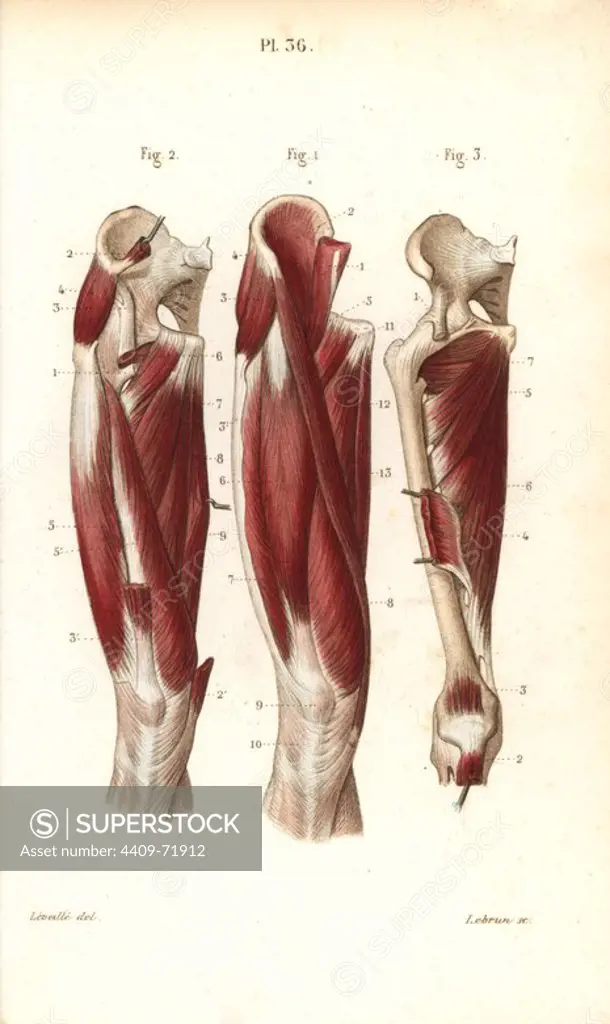 Muscles and tendons of the thigh. Handcolored steel engraving by Lebrun of a drawing by Leveille from Dr. Joseph Nicolas Masse's "Petit Atlas complet d'Anatomie descriptive du Corps Humain," Paris, 1864, published by Mequignon-Marvis. Masse's "Pocket Anatomy of the Human Body" was first published in 1848 and went through many editions.