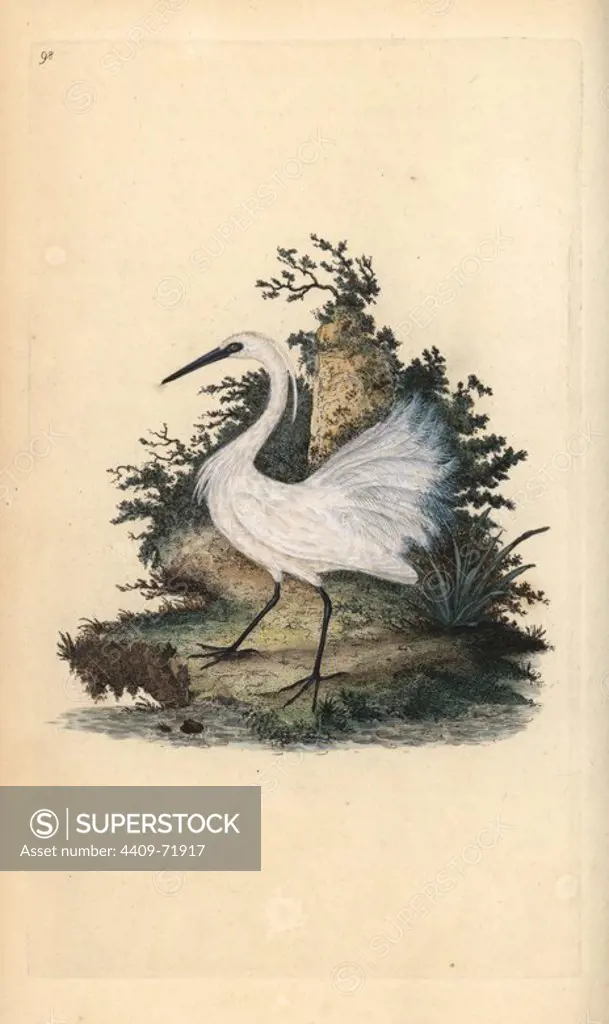 Little egret, Egretta garzetta. Handcoloured copperplate drawn and engraved by Edward Donovan from his own "Natural History of British Birds," London, 1794-1819. Edward Donovan (1768-1837) was an Anglo-Irish amateur zoologist, writer, artist and engraver. He wrote and illustrated a series of volumes on birds, fish, shells and insects, opened his own museum of natural history in London, but later he fell on hard times and died penniless.