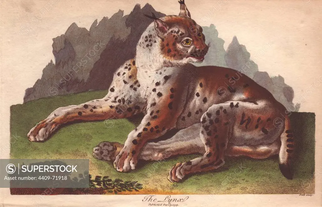 Lynx (Lynx lynx) . Hand-colored copperplate engraving from Ebenezer Sibly's "Universal System of Natural History" 1794. The prolific Sibly published his Universal System of Natural History in 1794~1796 in five volumes covering the three natural worlds of fauna, flora and geology. The series included illustrations of mythical beasts such as the sukotyro and the mermaid, and depicted sloths sitting on the ground (instead of hanging from trees) and a domesticated female orang utan wearing a bandana. The engravings were by J. Pass, J. Chapman and Barlow copied from original drawings by famous natural history artists George Edwards, Albertus Seba, Maria Sybilla Merian, and Johann Ihle.