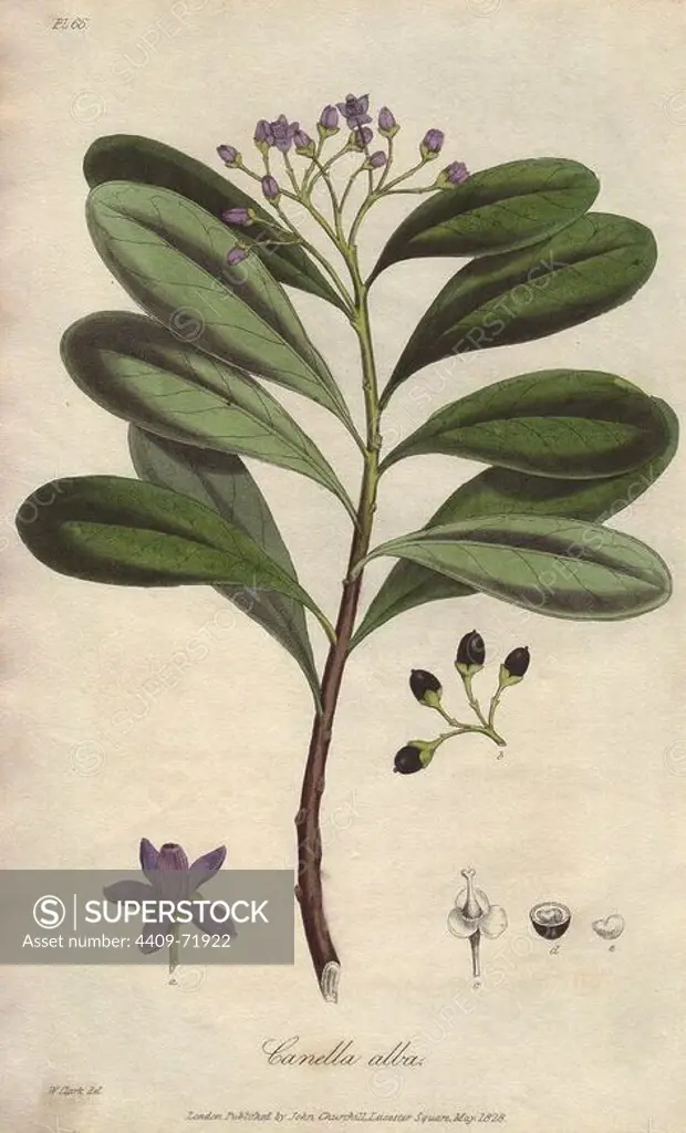 Wild cinnamon, Canella winterana. Handcoloured botanical illustration drawn and engraved on steel by William Clark from John Stephenson and James Morss Churchill's "Medical Botany: or Illustrations and descriptions of the medicinal plants of the London, Edinburgh, and Dublin pharmacopias," John Churchill, London, 1831. William Clark was former draughtsman to the London Horticultural Society and illustrated many botanical books in the 1820s and 1830s.