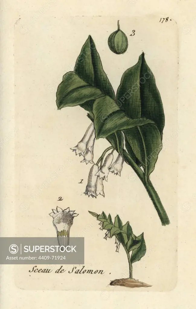 Solomon's seal, Polygonatum commutatum. Handcoloured botanical drawn and engraved by Pierre Bulliard from his own "Flora Parisiensis," 1776, Paris, P. F. Didot. Pierre Bulliard (1752-1793) was a famous French botanist who pioneered the three-colour-plate printing technique. His introduction to the flowers of Paris included 640 plants.