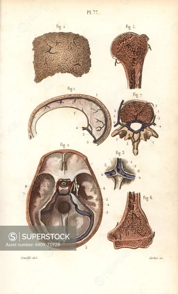 Sinuses or cavities in skull, humerus and vertebrae. Handcolored steel engraving by Corbie of a drawing by Leveille from Dr. Joseph Nicolas Masse's "Petit Atlas complet d'Anatomie descriptive du Corps Humain," Paris, 1864, published by Mequignon-Marvis. Masse's "Pocket Anatomy of the Human Body" was first published in 1848 and went through many editions.