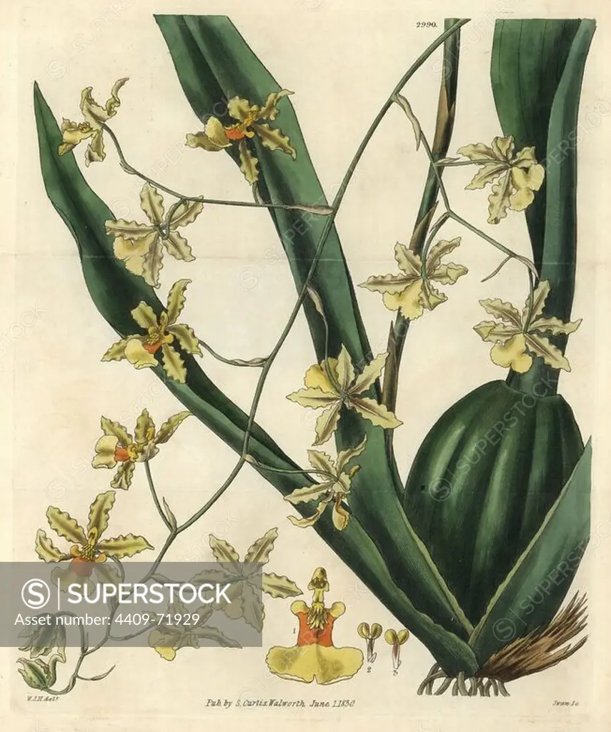 Tall-stemmed oncidium, Oncidium altissimum. Illustration drawn by William Jackson Hooker, engraved by Swan. Handcolored copperplate engraving from William Curtis's "The Botanical Magazine," Samuel Curtis, 1830. Hooker (1785-1865) was an English botanist, writer and artist. He was Regius Professor of Botany at Glasgow University, and editor of Curtis' "Botanical Magazine" from 1827 to 1865. In 1841, he was appointed director of the Royal Botanic Gardens at Kew, and was succeeded by his son Joseph Dalton. Hooker documented the fern and orchid crazes that shook England in the mid-19th century in books such as "Species Filicum" (1846) and "A Century of Orchidaceous Plants" (1849). A gifted botanical artist himself, he wrote and illustrated "Flora Exotica" (1823) and several volumes of the "Botanical Magazine" after 1827.