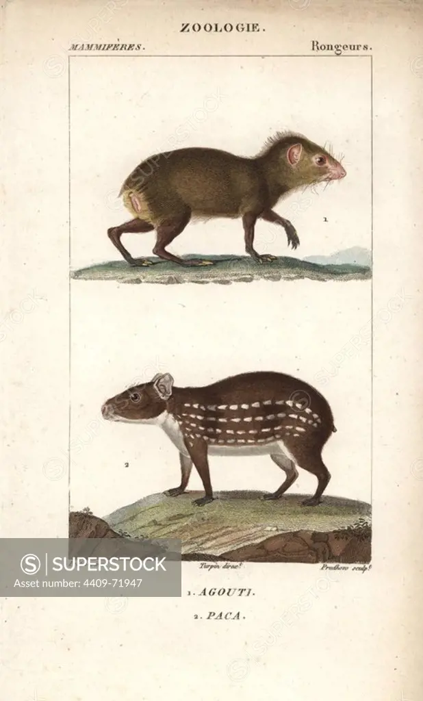 Common agouti, Dasyprocta species, and lowland or spotted paca, Cuniculus paca. Handcoloured copperplate stipple engraving from Frederic Cuvier's "Dictionary of Natural Science: Mammals," Paris, France, 1816. Illustration by J. G. Pretre, engraved by Prudhon, directed by Pierre Jean-Francois Turpin, and published by F.G. Levrault. Jean Gabriel Pretre (1780~1845) was painter of natural history at Empress Josephine's zoo and later became artist to the Museum of Natural History. Turpin (1775-1840) is considered one of the greatest French botanical illustrators of the 19th century.