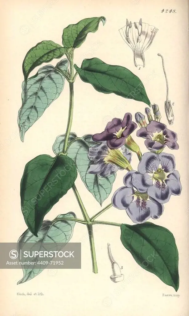 Coromandel asystasia, Asystasia coromandeliana. Hand-coloured botanical illustration drawn and lithographed by Walter Hood Fitch for Sir William Jackson Hooker's "Curtis's Botanical Magazine," London, Reeve Brothers, 1846. Fitch (1817~1892) was a tireless Scottish artist who drew over 2,700 lithographs for the "Botanical Magazine" starting from 1834.