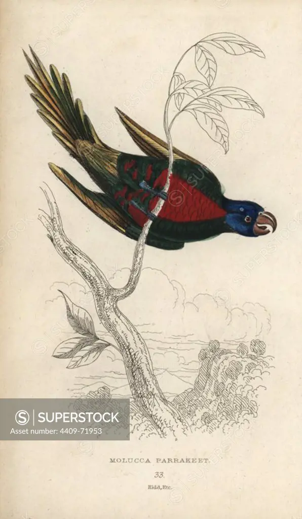 Rainbow lorikeet, Trichoglossus haematodus. Molucca parakeet, Psittacus haematodus. Hand-coloured steel engraving by Joseph Kidd from Sir Thomas Dick Lauder and Captain Thomas Brown's "Miscellany of Natural History: Parrots," Edinburgh, 1833. The Miscellany was intended to be a multi-volume series, but was brought to an abrupt halt after only the second volume on cats when John Audubon complained about the unauthorized use of his illustrations.