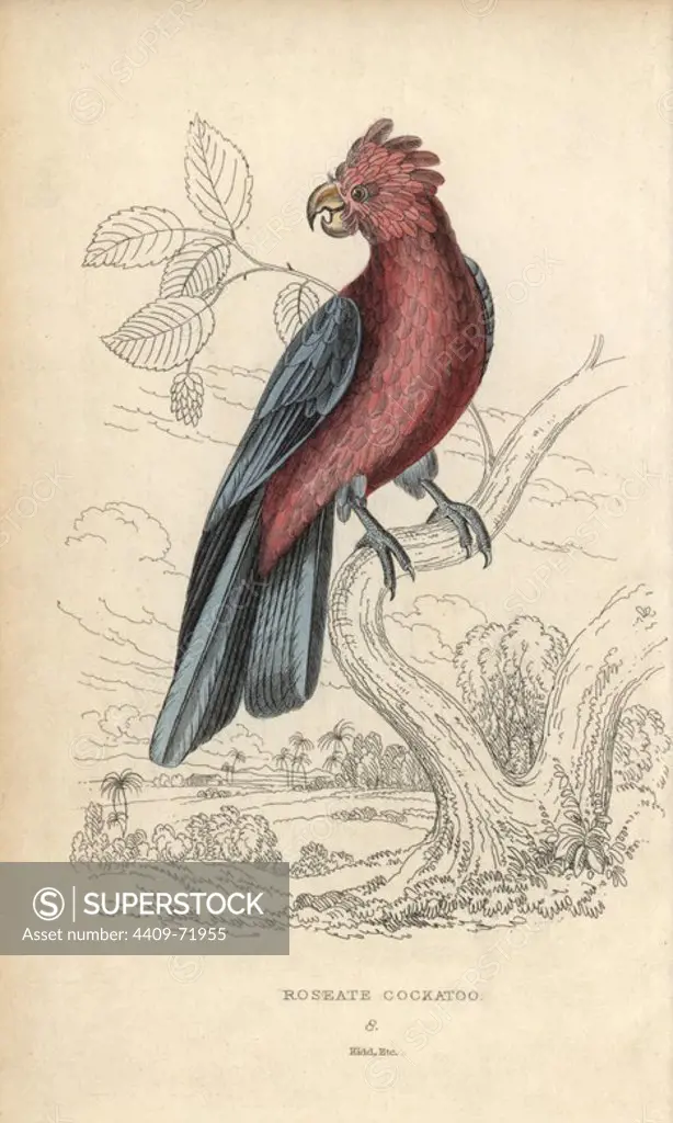 Galah, Eolophus roseicapilla. Roseate cockatoo, Cackatto rosea. Hand-coloured steel engraving by Joseph Kidd, (after John Audubon) from Sir Thomas Dick Lauder and Captain Thomas Brown's "Miscellany of Natural History: Parrots," Edinburgh, 1833. The Miscellany was intended to be a multi-volume series, but was brought to an abrupt halt after only the second volume on cats when John Audubon complained about the unauthorized use of his illustrations.