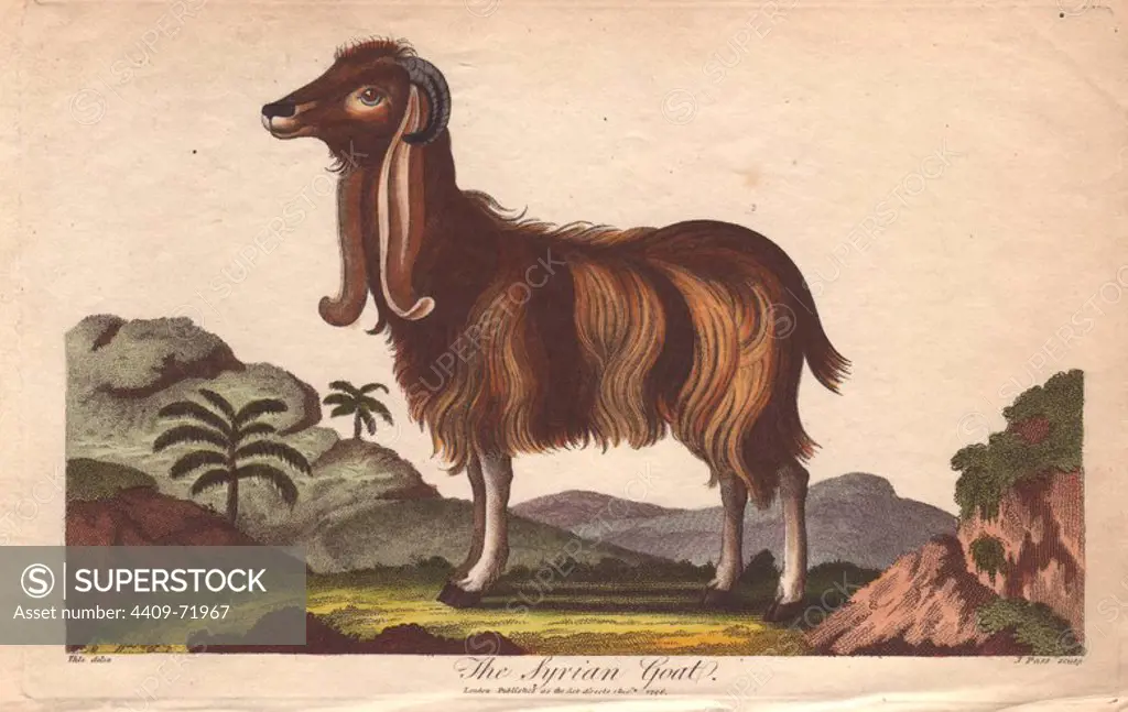 The Syrian Goat. Capra hircus . Hand-colored copperplate engraving from a drawing by Johann Ihle from Ebenezer Sibly's "Universal System of Natural History" 1794. The prolific Sibly published his Universal System of Natural History in 1794~1796 in five volumes covering the three natural worlds of fauna, flora and geology. The series included illustrations of mythical beasts such as the sukotyro and the mermaid, and depicted sloths sitting on the ground (instead of hanging from trees) and a domesticated female orang utan wearing a bandana. The engravings were by J. Pass, J. Chapman and Barlow copied from original drawings by famous natural history artists George Edwards, Albertus Seba, Maria Sybilla Merian, and Johann Ihle.