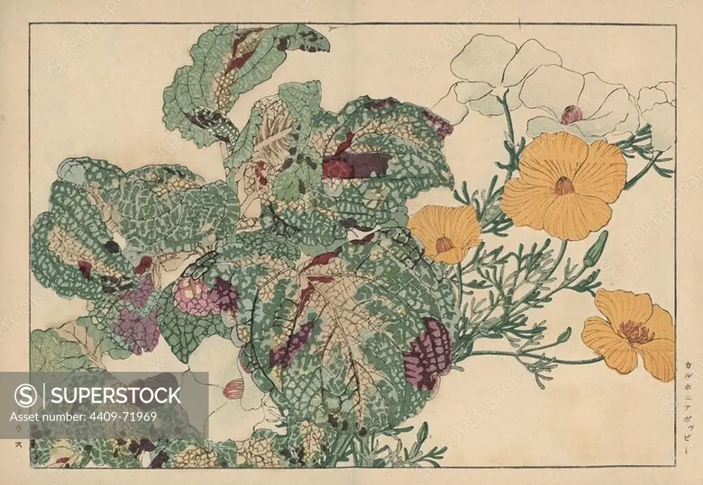 California poppy, Eschscholzia californica, and coleus, Solenostemon scutellarioides. Handcoloured woodblock print from Konan Tanigami's "Seiyou Sokazufu" (Pictorial Album of Western Plants and Flowers: Summer), Unsodo, Kyoto, 1917. Tanigami (1879-1928) depicted 125 varieties of garden plants through the four seasons.