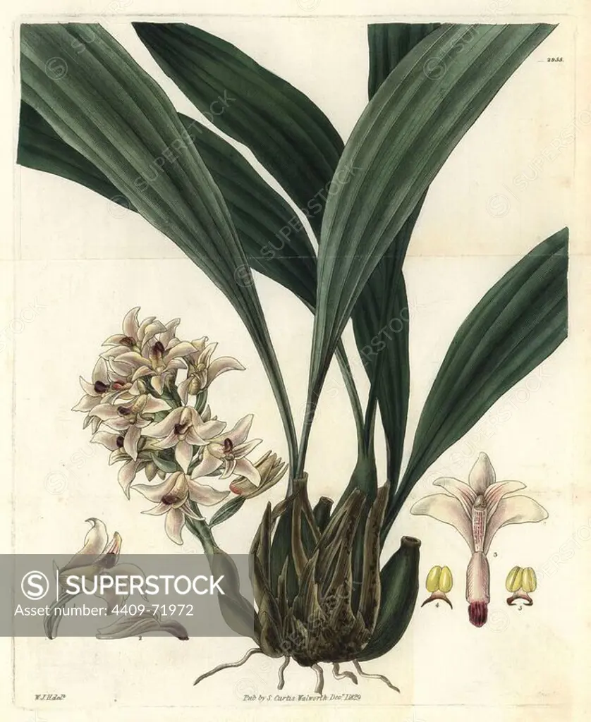 Scaly xylobium orchid, Xylobium squalens. Illustration drawn by William Jackson Hooker, engraved by Swan. Handcolored copperplate engraving from William Curtis's "The Botanical Magazine," Samuel Curtis, 1829. Hooker (1785-1865) was an English botanist, writer and artist. He was Regius Professor of Botany at Glasgow University, and editor of Curtis' "Botanical Magazine" from 1827 to 1865. In 1841, he was appointed director of the Royal Botanic Gardens at Kew, and was succeeded by his son Joseph Dalton. Hooker documented the fern and orchid crazes that shook England in the mid-19th century in books such as "Species Filicum" (1846) and "A Century of Orchidaceous Plants" (1849). A gifted botanical artist himself, he wrote and illustrated "Flora Exotica" (1823) and several volumes of the "Botanical Magazine" after 1827.