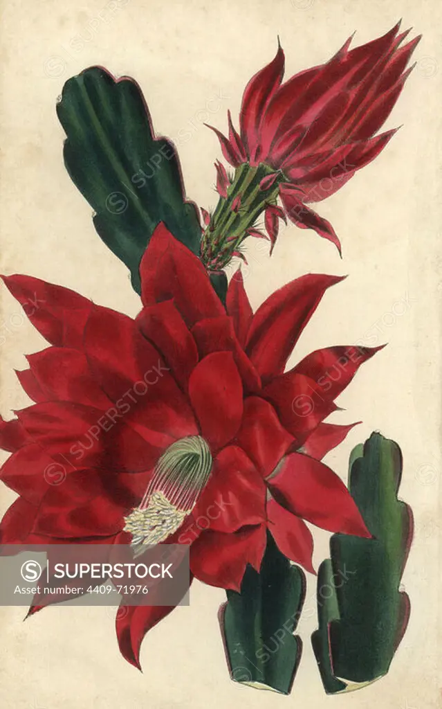 Crimson-flowered Cactus jenkinsonii (Disocactus × jenkinsonii). Hand-colored illustration by E.D. Smith engraved by Watts from Charles McIntosh's "Flora and Pomona" 1829. McIntosh (1794-1864) was a Scottish gardener to European aristocracy and royalty, and author of many book on gardening. E.D. Smith was a botanical artist who drew for Robert Sweet, Benjamin Maund, etc.