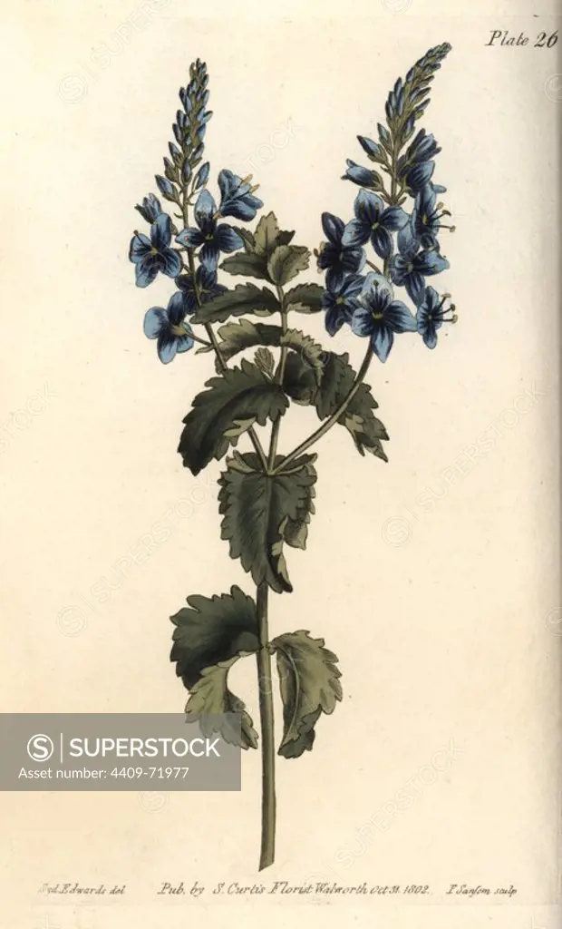 Germander speedwell, Veronica chamaedrys. Handcoloured copperplate engraving of a botanical illustration by Sydenham Edwards for William Curtis's "Lectures on Botany, as delivered in the Botanic Garden at Lambeth," 1805. Edwards (1768-1819) was the artist of thousands of botanical plates for Curtis' "Botanical Magazine" and his own "Botanical Register.".