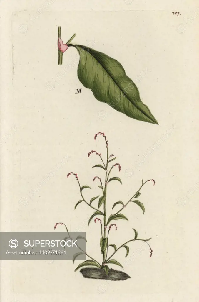 Water pepper, Polygonum hydropiper. Handcoloured botanical drawn and engraved by Pierre Bulliard from his own "Flora Parisiensis," 1776, Paris, P. F. Didot. Pierre Bulliard (1752-1793) was a famous French botanist who pioneered the three-colour-plate printing technique. His introduction to the flowers of Paris included 640 plants.