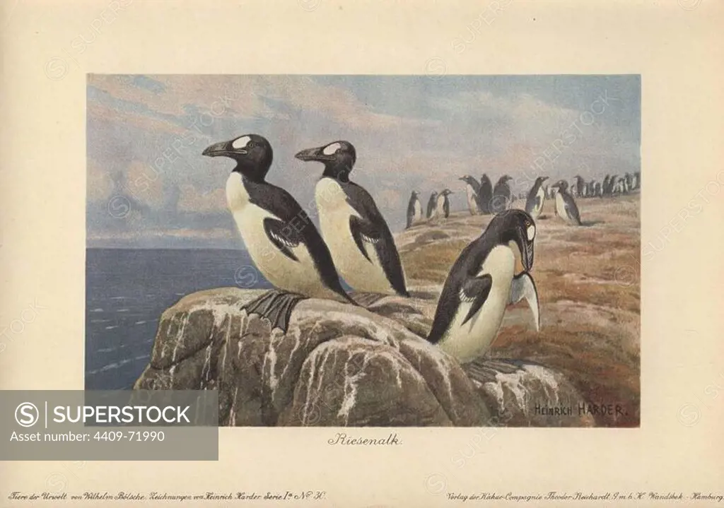 Great auks standing on the edge of a cliff. The Great Auk (Pinguinus impennis) was a large, flightless alcid bird that became extinct in the mid-19th century.. Colour printed illustration by Heinrich Harder from "Tiere der Urwelt" Animals of the Prehistoric World, 1916, Hamburg. Heinrich Harder (1858-1935) was a German landscape artist and book illustrator. From a series of prehistoric creature cards published by the Reichardt Cocoa company. Natural historian Wilhelm Bolsche wrote the descriptive text.