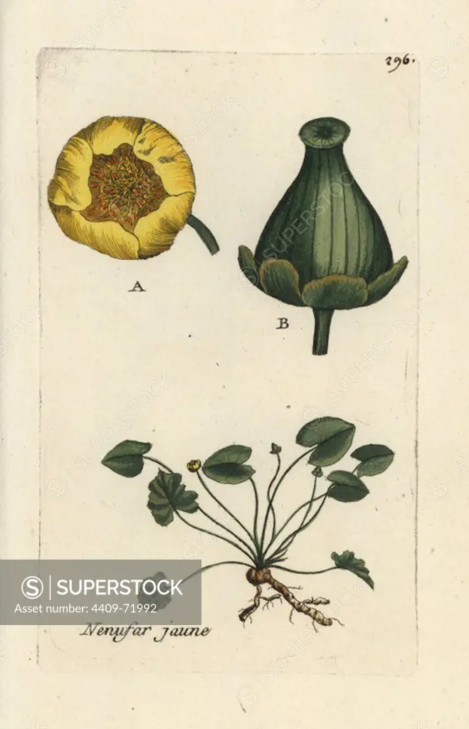 Yellow water lily, Nuphar lutea. Handcoloured botanical drawn and engraved by Pierre Bulliard from his own "Flora Parisiensis," 1776, Paris, P. F. Didot. Pierre Bulliard (1752-1793) was a famous French botanist who pioneered the three-colour-plate printing technique. His introduction to the flowers of Paris included 640 plants.