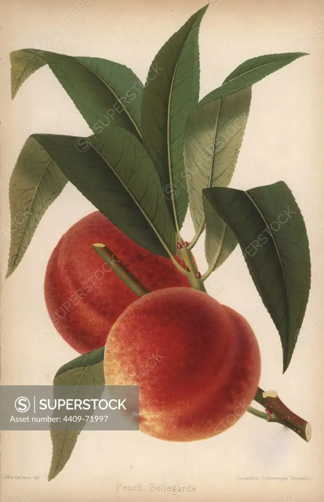Peach cultivar, Bellegarde, Prunus persica. Chromolithograph from "The Florist and Pomologist" Robert Hogg, London, published from 1878 to 1884. 251 hand-coloured and chromolithographic plates of fruit and flowers. Drawn by Walter Hood Fitch, Miss E. Regel, and J.L. Macfarlane, lithographed by G. Severeyns and Stroobant, Belgium.