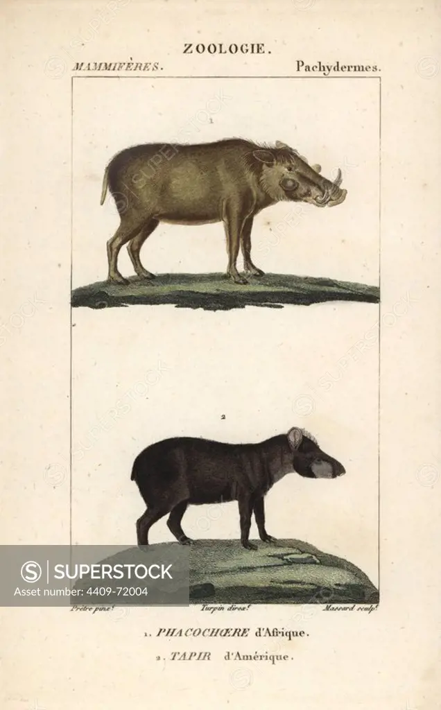 Warthog, Phacochoerus africanus, and South American tapir, Tapirus terrestris (vulnerable). Handcoloured copperplate stipple engraving from Frederic Cuvier's "Dictionary of Natural Science: Mammals," Paris, France, 1816. Illustration by J. G. Pretre, engraved by Massard, directed by Pierre Jean-Francois Turpin, and published by F.G. Levrault. Jean Gabriel Pretre (1780~1845) was painter of natural history at Empress Josephine's zoo and later became artist to the Museum of Natural History. Turpin (1775-1840) is considered one of the greatest French botanical illustrators of the 19th century.