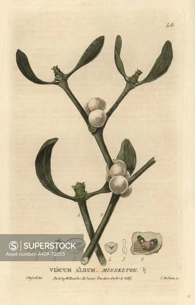 Misseltoe or mistletoe, Viscum album. Handcoloured copperplate engraving from a drawing by Isaac Russell from William Baxter's "British Phaenogamous Botany" 1834. Scotsman William Baxter (1788-1871) was the curator of the Oxford Botanic Garden from 1813 to 1854.