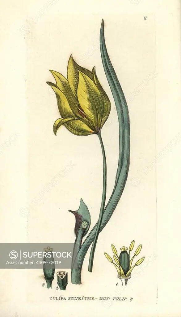 Wild tulip, Tulipa sylvestris. Handcoloured copperplate engraving from a drawing by Isaac Russell from William Baxter's "British Phaenogamous Botany" 1834. Scotsman William Baxter (1788-1871) was the curator of the Oxford Botanic Garden from 1813 to 1854.