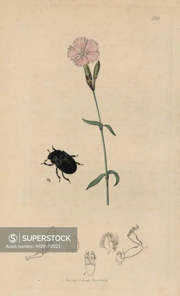 Hylesinus scaber, Hylesinus oleiperda, Rough Hylesinus beetle, and mountain pink, Dianthus caesius. Handcoloured copperplate drawn and engraved by John Curtis for his own "British Entomology, being Illustrations and Descriptions of the Genera of Insects found in Great Britain and Ireland," London, 1834. Curtis (17911862) was an entomologist, illustrator, engraver and publisher. "British Entomology" was published from 1824 to 1839, and comprised 770 illustrations of insects and the plants upon which they are found.