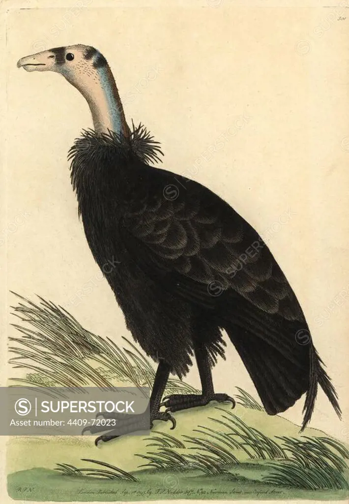 California condor, Gymnogyps californianus. Critically endangered. Illustration signed RPN (Richard Nodder).. Handcolored copperplate engraving from George Shaw and Frederick Nodder's "The Naturalist's Miscellany" 1797.. Frederick Polydore Nodder (1751~1801) was a gifted natural history artist and engraver. Nodder honed his draftsmanship working on Captain Cook and Joseph Banks' Florilegium and engraving Sydney Parkinson's sketches of Australian plants. He was made "botanic painter to her majesty" Queen Charlotte in 1785. Nodder also drew the botanical studies in Thomas Martyn's Flora Rustica (1792) and 38 Plates (1799). Most of the 1,064 illustrations of animals, birds, insects, crustaceans, fishes, marine life and microscopic creatures for the Naturalist's Miscellany were drawn, engraved and published by Frederick Nodder's family. Frederick himself drew and engraved many of the copperplates until his death. His wife Elizabeth is credited as publisher on the volumes after 1801. Their