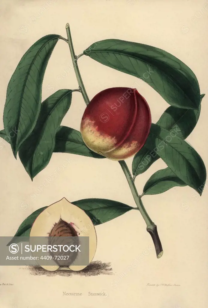 Nectarine cultivar Stanwick, Prunus persica. Drawn and zincographed by C. T. Rosenberg for Thomas Moore's "The Garden Companion and Florists' Guide," 1852, published by Charles Frederick Cheffins.