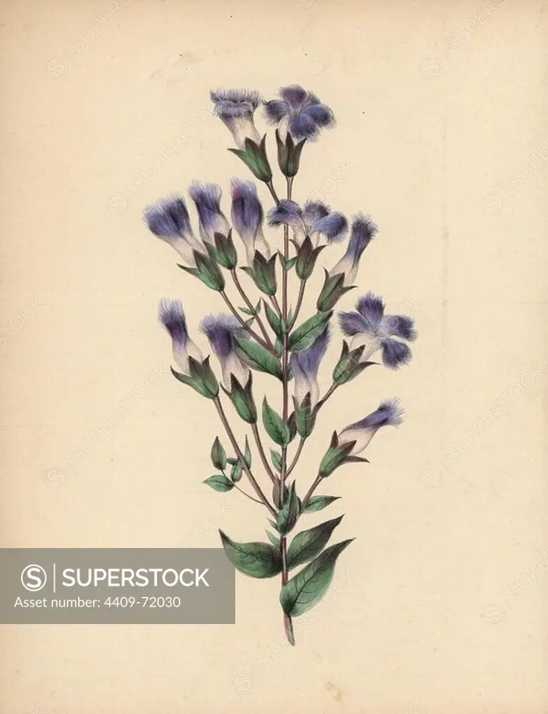 Fringed gentian with blue, lilac and white flowers, fringed petals. Gentiana crinita. Illustration by Clarissa Badger, nee Munger, from "Wild Flowers, Drawn and Colored from Nature," New York, 1859. Clarissa Munger (1806-1889) was born into an artistic family in East Guilford, Connecticut. Her father George was an engraver and miniaturist, and her sister Caroline painted portraits. Clarissa married the Rev. Milton Badger in 1828, and in 1848 published "Forget Me Not" with original watercolors, believed to be the prototype "Wild Flowers" (1859) with 22 lithographs and "Floral Belles" (1867) with 16 plates.