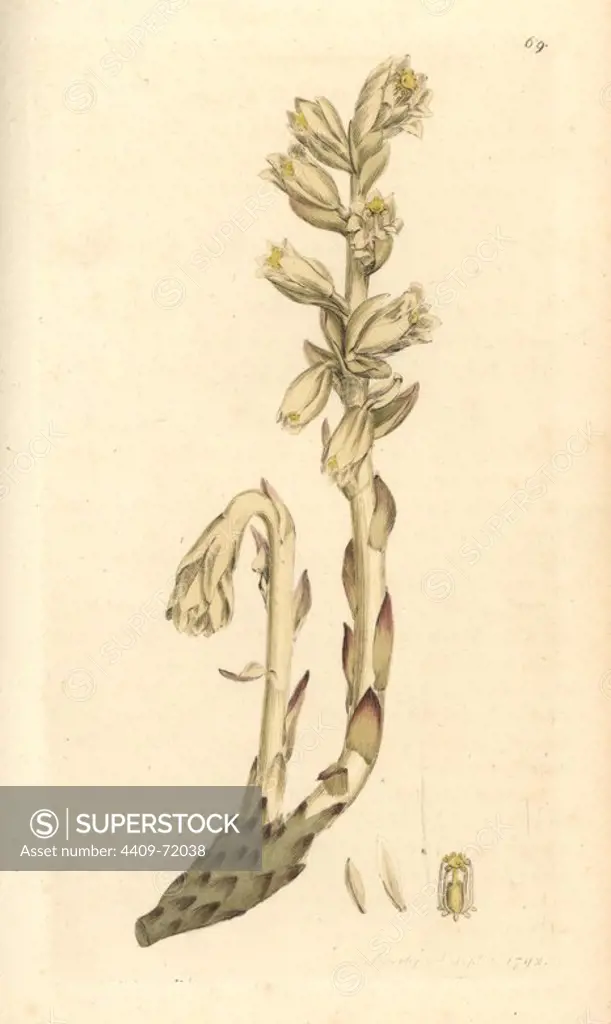 Yellow bird's nest, Monotropa hypopithys. Handcoloured copperplate engraving from a drawing by James Sowerby for Smith's "English Botany," London, 1792. Sowerby was a tireless illustrator of natural history books and illustrated books on botany, mycology, conchology and geology.