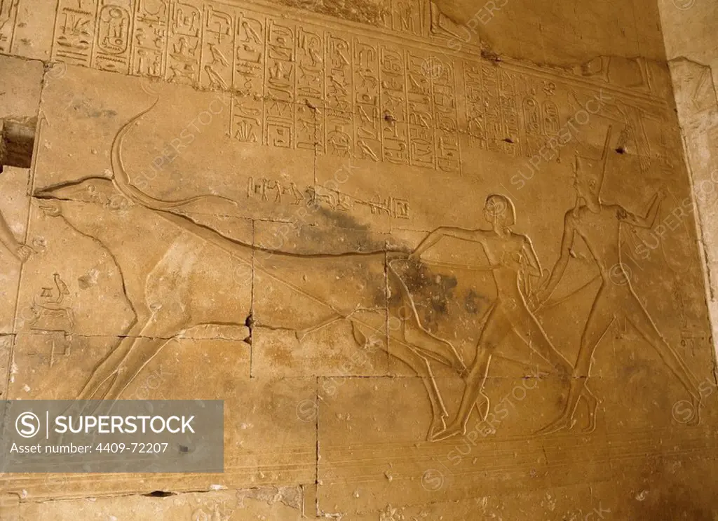 ARTE EGIPCIO. TEMPLO DE SETI I. Bajo relieve con la representación de SETI I (h.1306-1290 a.C.), faraón de la dinastía XIX, con Ramsés II (1290-1224 a.C.), cazando un toro al que luego sacrifican. Abydos. Egipto.