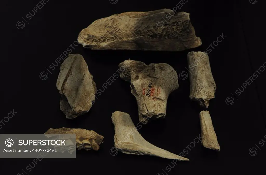 Tools of flint and animal bones. Performed by Homo sapiens (Cro-Magnon). Upper Paleolithic. National Museum of Denmark. Copenhagen. Denmark.