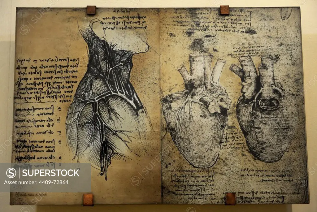Cardiovascular system's drawing. In 1513 Leonardo da Vinci to study the heart and the circulatory system through animal dissections. Windsor, Royal Library 19073, 1510-1513. The Science and Technology Museum Leonardo da Vinci. Milan. Italy.